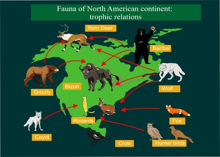 Karte Von Nordamerika Mit Seiner Fauna Biodiversitat Der Tiere Wildtiere Illustration Fur Plakatentwurf Lizenzfrei Nutzbare Vektorgrafiken Clip Arts Illustrationen Image 64238851