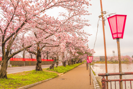 春の村松公園の美しい桜まつり 新潟県 の写真素材 画像素材 Image 春の村松公園の美しい桜まつり 新潟県 の写真素材 画像素材 Image