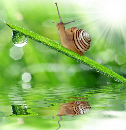 Snail on dewy grass Фото со стока