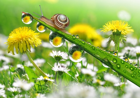 Snail on dewy grass Фото со стока