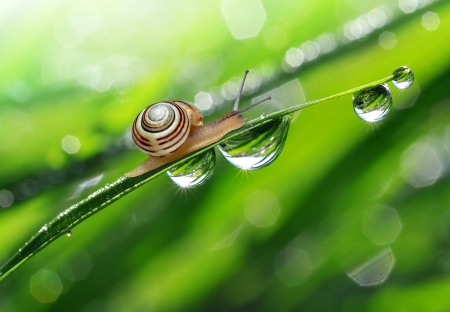 Snail on dewy grass Фото со стока