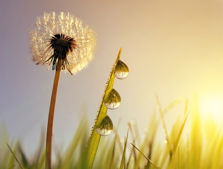Sun flower: Dandelion flower and blades of grass with dew drops at sunrise. Spring season.