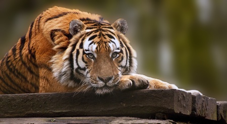 Stunning tiger relaxing on warm day with head on front paws