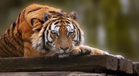 Stunning tiger relaxing on warm day with head on front paws Stock Photo