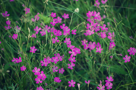 小さな紫の花 夏のシーズン中に緑の草 の写真素材 画像素材 Image 小さな紫の花 夏のシーズン中に緑の草 の写真素材 画像素材 Image
