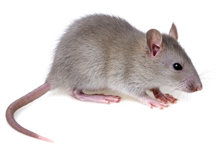 Souris Grise Imagenes Y Fotos 123rf Souris Grise Imagenes Y Fotos 123rf