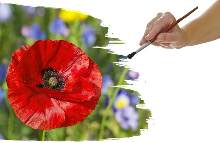 Coquelicot Dessin Imagenes Y Fotos 123rf