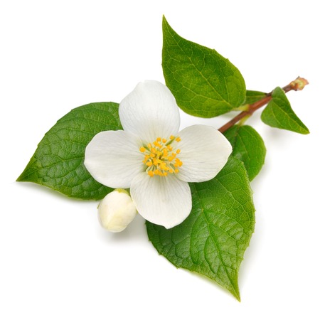 Jasmine flower isolated on white