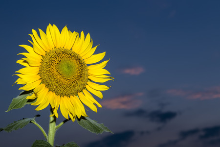Sun flower: Close-up of sun flower against a blue sky Lizenzfreie Bilder