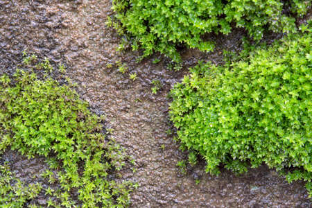 壁の苔は 背景 質感 壁紙のための水分で滴ります の写真素材 画像素材 Image 壁の苔は 背景 質感 壁紙のための水分で滴ります の写真素材 画像素材 Image