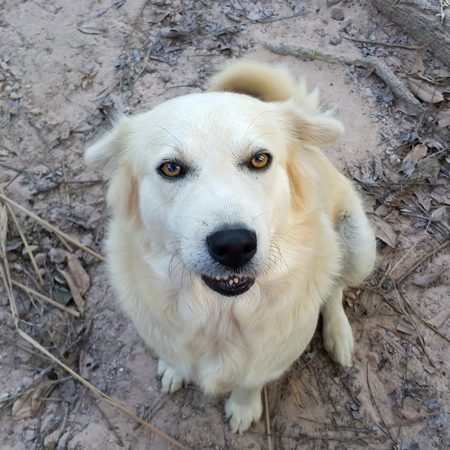 かわいい子犬は雑種犬の草です の写真素材 画像素材 Image かわいい子犬は雑種犬の草です の写真素材 画像素材 Image