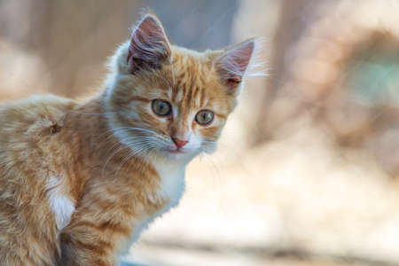 若い野生の森の猫の肖像画。ヨーロッパヤマネコは、ヨーロッパ