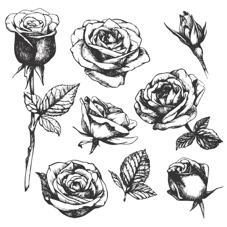 Pics Of Drawn Roses - FREE DOWNLOAD