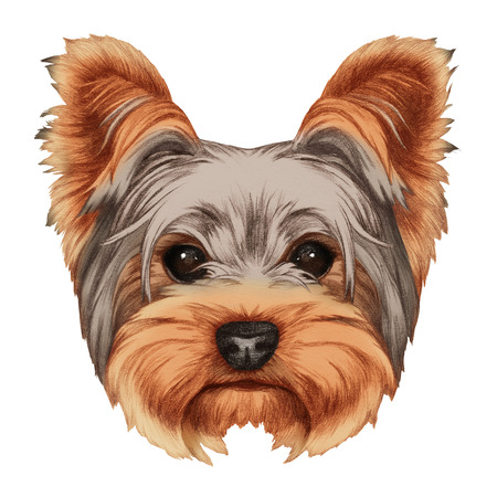 ヨークシャー テリアの犬の肖像画 手描きイラスト デジタル色します の写真素材 画像素材 Image ヨークシャー テリアの犬の肖像画 手描きイラスト デジタル色します の写真素材 画像素材 Image