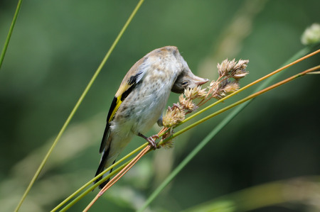perching juvenile goldfinch carduelis carduelis eats grass stock
