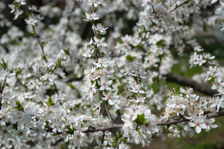 4 月の庭の白い花咲く木の枝 の写真素材 画像素材 Image
