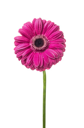 ピンクのガーベラ花弁 白い背景で隔離の水滴 の写真素材 画像素材 Image