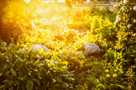Sun flower: Unschärfe Herbst oder Sommer Natur Hintergrund im Garten oder Park in Abendlicht Lizenzfreie Bilder