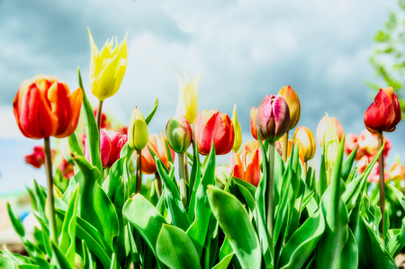 Sun flower: Schöne Tulpen Blumen im Park oder Garten über Zweig Himmel Hintergrund Bett