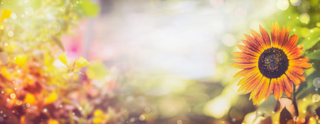 summer outdoor backgrounds high resolution stock photo sunflower and foliage over garden or park background summer outdoor nature background banner and foliage over garden or park background summer summer outdoor backgrounds high resolution stock photo sunflower and foliage over garden or park background summer outdoor nature background banner and foliage over garden or park background summer