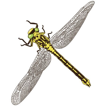 212 トンボ のイラスト素材 ベクター 123rf 212 トンボ のイラスト素材 ベクター 123rf