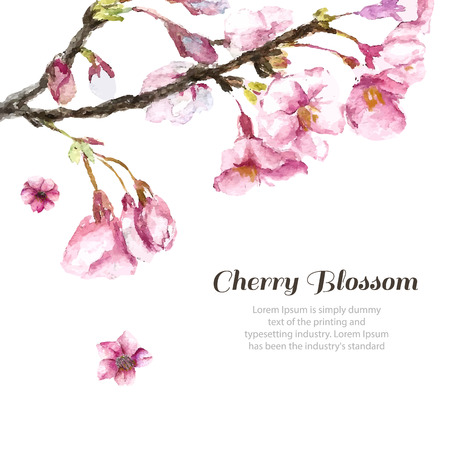 Watercolor cherry blossom. Hand draw cherry blossom sakura branch and flowers. Vector illustrations. Иллюстрация
