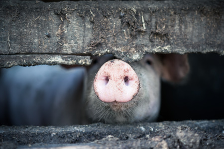 Pig behind the wooden fence - 94195727