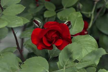 美しさ香りビロードのような赤いバラの枝 の写真素材 画像素材 Image