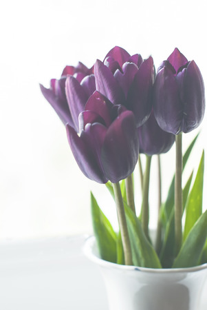 dark purple tulip often referred to as black tulips in vase