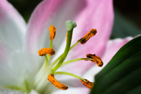 ユリのおしべが花に花粉を閉じる の写真素材 画像素材 Image ユリのおしべが花に花粉を閉じる の写真素材 画像素材 Image
