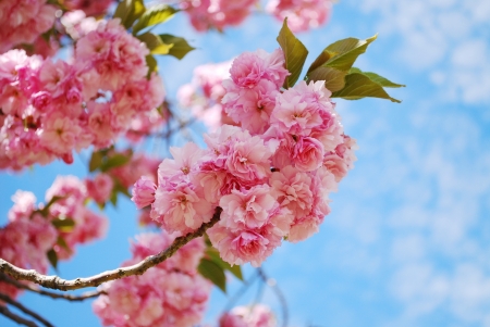 日本的樱花在春天盛开