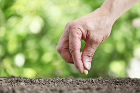 hand sowing seeds in the vegetable garden soil close up on green background stock - Vegetable Garden Soil hand sowing seeds in the vegetable garden soil close up on green background stock - Vegetable Garden Soil