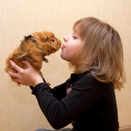 小さな子供はモルモットをキスします 動物のコンセプトが大好きです の写真素材 画像素材 Image
