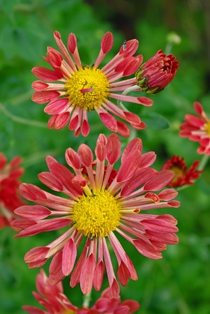 ユニークな品種の赤茶色の菊が管状の花びら の写真素材 画像素材 Image ユニークな品種の赤茶色の菊が管状の花びら の写真素材 画像素材 Image