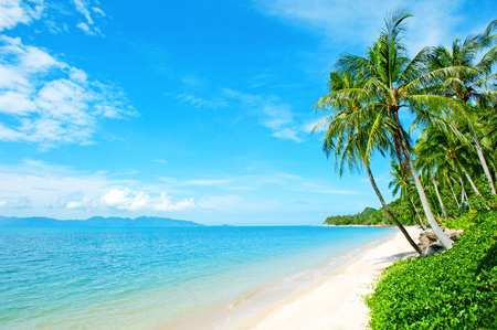 coconut: Bãi biển với cây cọ trong cát