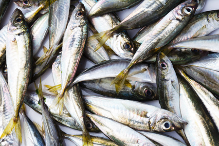 黒海 Scad の新鮮な魚 の写真素材 画像素材 Image
