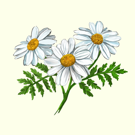daisy vector illustration hand drawn painted watercolor Иллюстрация