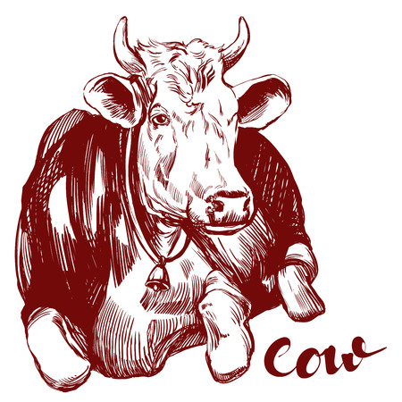 牛手描きスケッチのイラスト素材・ベクタ - Image 13515829.