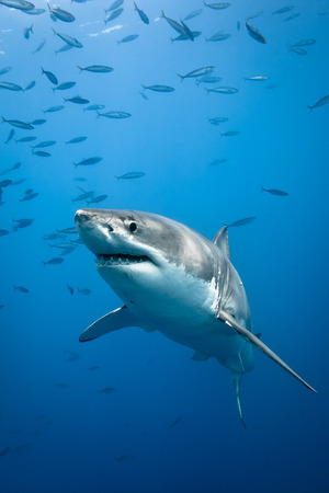 偉大な白いサメ ホオジロザメ太平洋海岸のグアダルーペ島 メキシコの近くで の写真素材 画像素材 Image