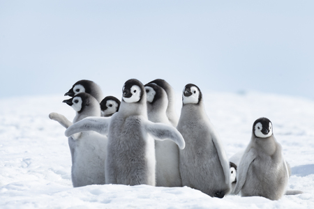 77 521 ペンギン の写真素材 ストックフォト 123rf 77 521 ペンギン の写真素材 ストックフォト 123rf