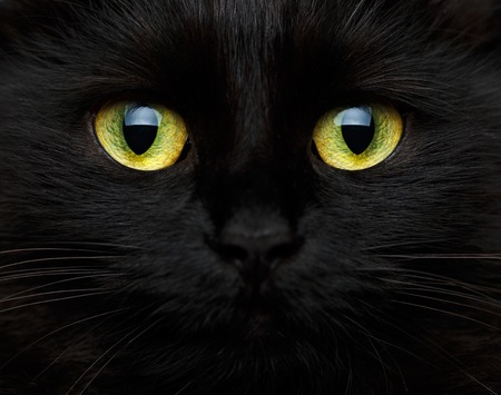 Cute muzzle of a black cat closeup