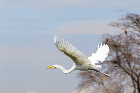 Heron takes off from the shore of the lake lake baringo kenya