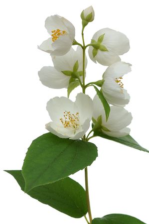 twig of blooming jasmin isolated on white background