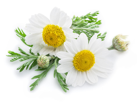 Chamomile or camomile flowers isolated on white background.