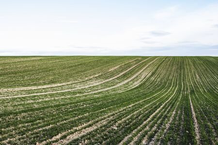 Field of young wheat seedlings growing in autumn. young green wheat growing in soil. agricultural proces. close up on sprouting rye agriculture on a field sunny day with blue sky. sprouts of rye.