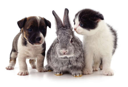 12 580 Cat Dog Rabbit Stock Photos And Images 123rf