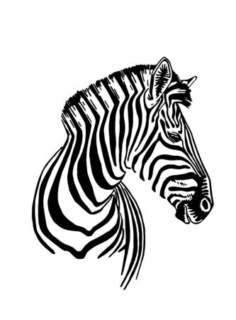 Graphical Hand-drawn Portrait Of Zebra Isolated On White Background, Vector Illustration