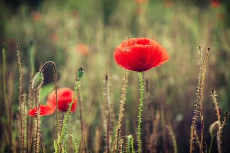 ヒナゲシ ヒナゲシ トウモロコシのバラ ひなげし フランダースのケシの実 赤いポピー 赤い雑草 コクリコ 夏の草原で 詳細シーン 自然な背景 の写真素材 画像素材 Image ヒナゲシ ヒナゲシ トウモロコシのバラ ひなげし フランダースのケシの実 赤いポピー 赤い雑草 コクリコ 夏の草原で 詳細シーン 自然な背景 の写真素材 画像素材 Image