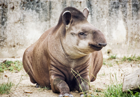 アメリカバク Tapirus ハマビシ は ブラジルのバク バクの低地としても知っています 絶滅危惧の動物種 自然の美しさ 動物の肖像画 の写真素材 画像素材 Image