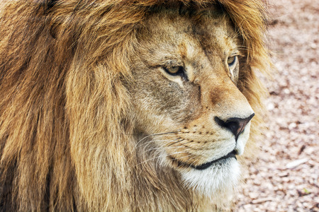 バーバリ ライオン ライオン レオ 動物の肖像画 ライオン キング の写真素材 画像素材 Image
